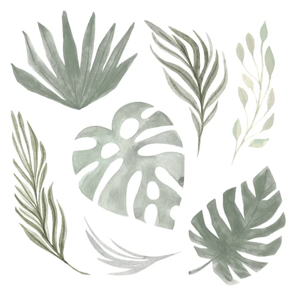 Boho Tropische set blad palmgras Aquarel hand geschilderd natuurlijke gedroogde elementen op een witte achtergrond — Stockfoto