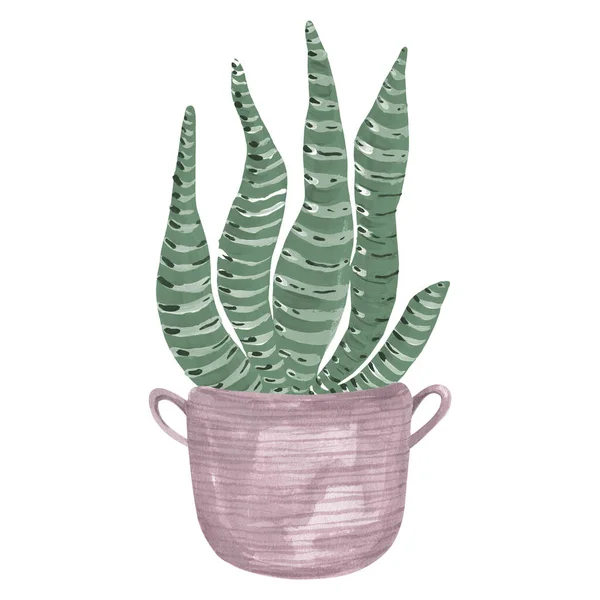 Dom roślin kaktusa soczysty w boho kosz Nowoczesny element wystroju wnętrz — Zdjęcie stockowe