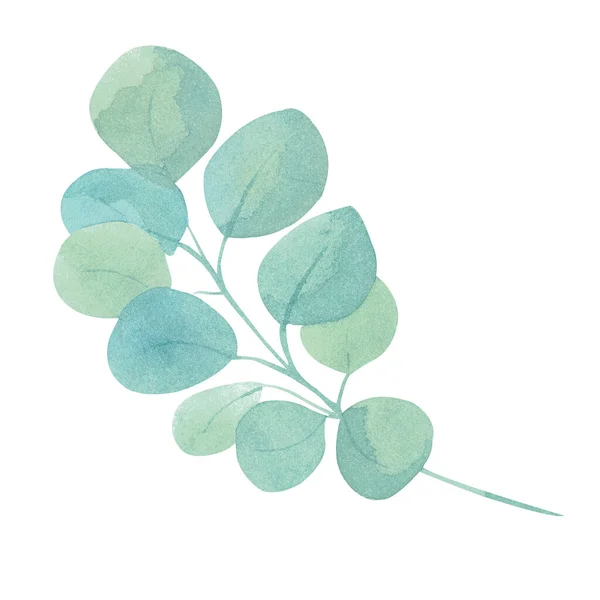 Akvarel Ilustrace Zelené Eukalyptové Větve Listím Ručně Malovaná Flóra Pro — Stock fotografie