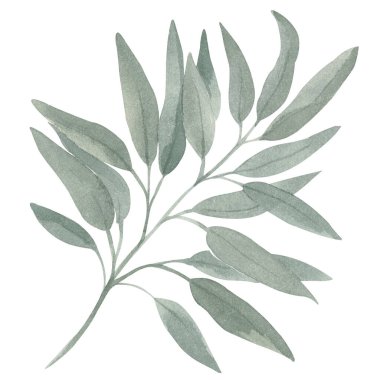 Yeşil okaliptüs dalının suluboya çizimi. Sonbahar düğün davetiyeleri, kartlar, doğum günü partileri, dekorasyon için el boyası flora kompozisyon Boho tarzı duvar sanatı