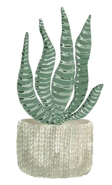 バスケットに挿し木多肉植物の水彩イラスト 家の装飾のためのBohoの装飾 — ストック写真