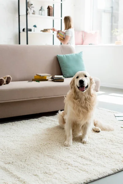 Belo Golden Retriever Sentado Chão Enquanto Proprietário Levando Livros Prateleira — Fotografia de Stock