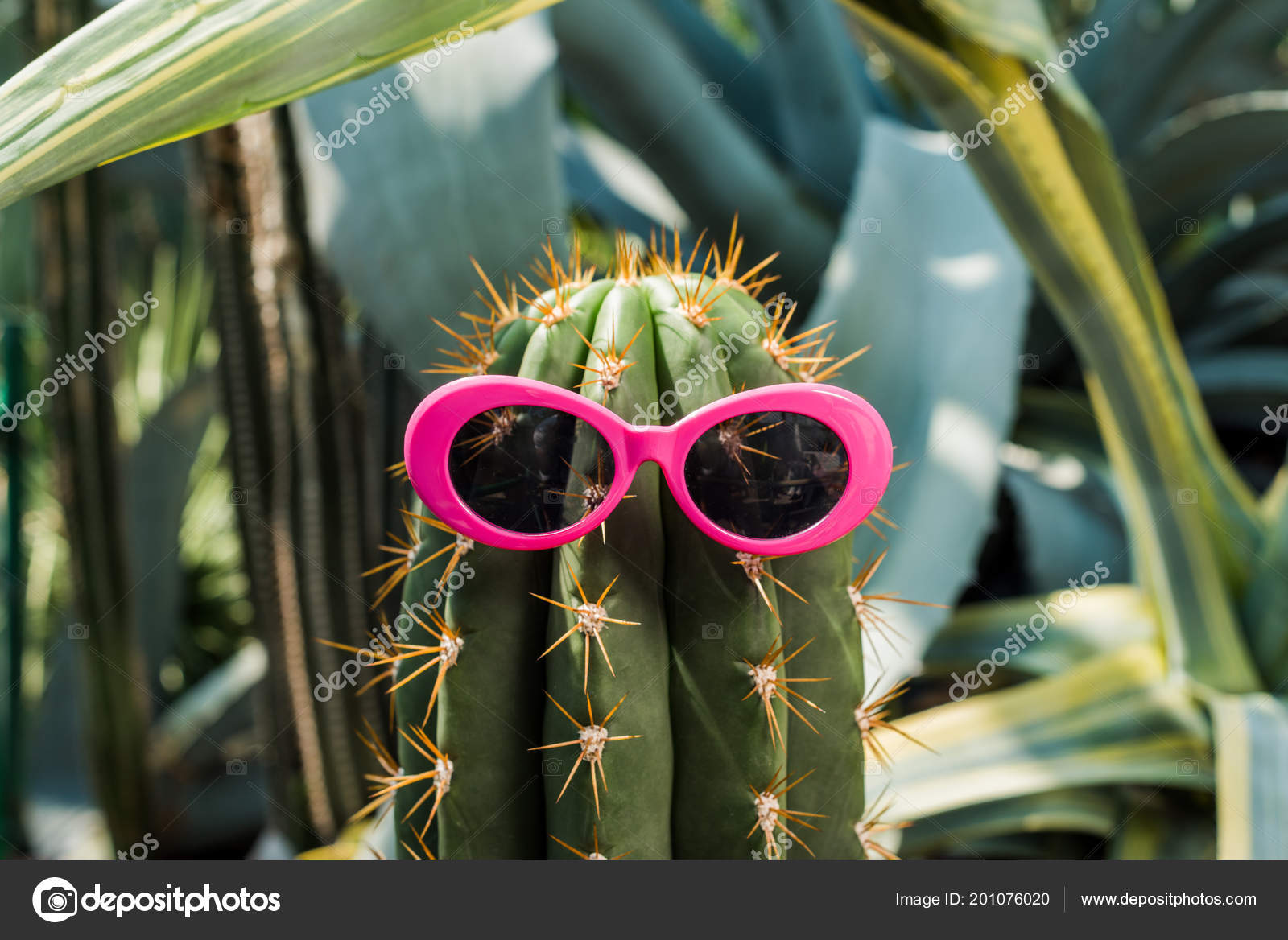 Close View Beautiful Green Cactus Pink Sunglasses Greenhouse