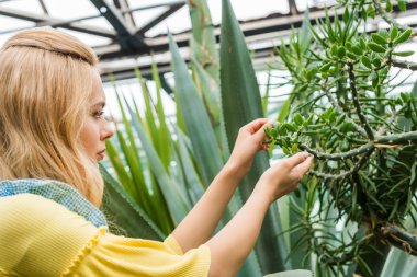 sera içinde succulents ile çalışan sarışın kadın yan görünüm