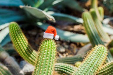 close-up view of green cactus with small santa hat in greenhouse clipart