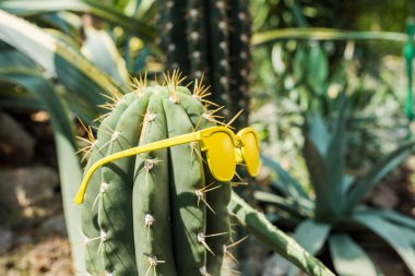 close-up view of beautiful green cactus with yellow sunglasses  