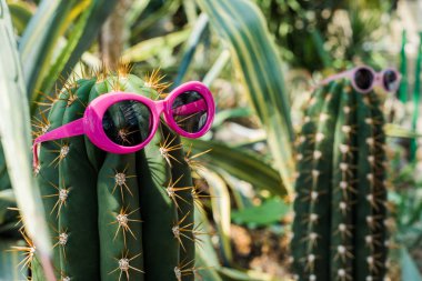 close-up view of beautiful green cactus with bright pink sunglasses  