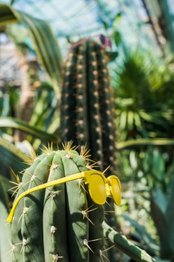 close-up view of beautiful green cactus with bright yellow sunglasses   