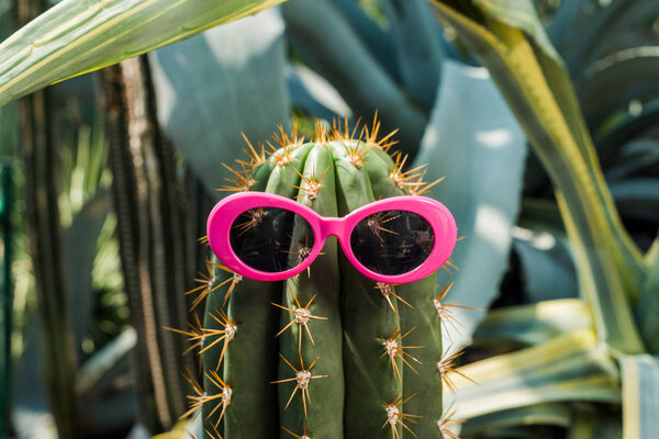 close-up view of beautiful green cactus with pink sunglasses in greenhouse   