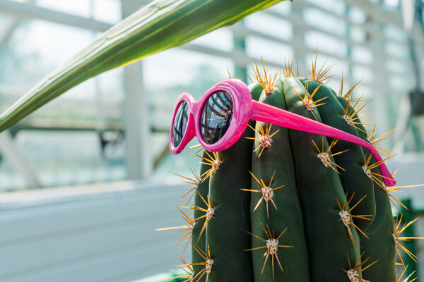 beautiful green cactus with bright pink sunglasses in greenhouse 