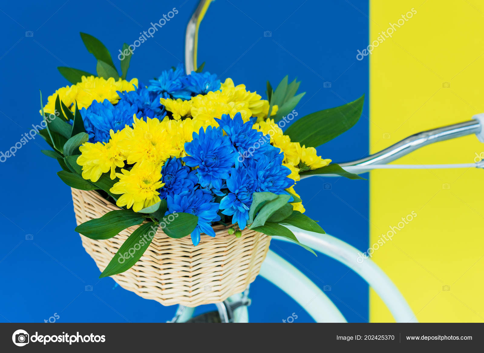 Basket Chrysanthemum Flowers Bicycle Isolated Blue Yellow Background Free Stock Photo C Igorvetushko 202425370