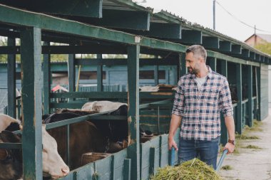İnekler çim ranch at ile besleme kareli gömlek gülümseyen çiftçi 