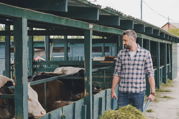 Agricultor Sorrindo Camisa Quadriculada Alimentando Vacas Com Grama Rancho — Fotografia de Stock