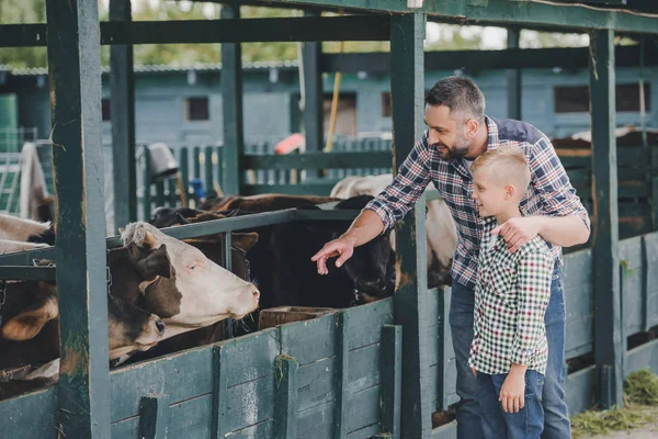 Feliz Padre Hijo Camisas Cuadros Mirando Vacas Establo —  Fotos de Stock