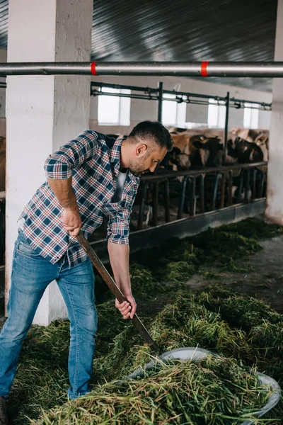 Agriculteur Chemise Carreaux Préparant Herbe Pour Nourrir Les Vaches Stalle — Photo