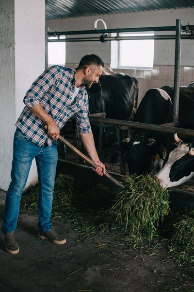 улыбающийся фермер средних лет кормит коров травой
