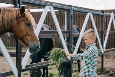 smiling boy holding grass and feeding horse in stall clipart