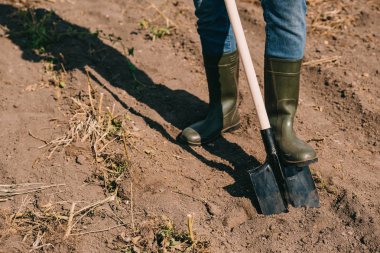 cropped shot of farmer in rubber boots working with shovel in field clipart