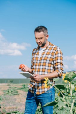 Ripe domates tutarak ve alandaki dururken dijital tablet kullanarak yakışıklı bir çiftçi
