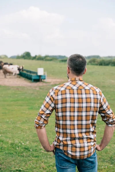 立っている腰に手とフィールドで牛を見て農家の背面図 — ストック写真