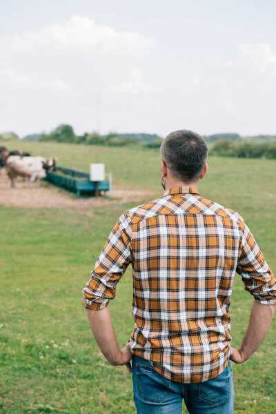 back view of farmer standing with hands on waist and looking at cattle in field