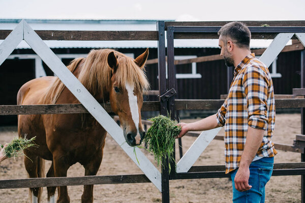 side view of farmer holding grass and feeding horse in stable