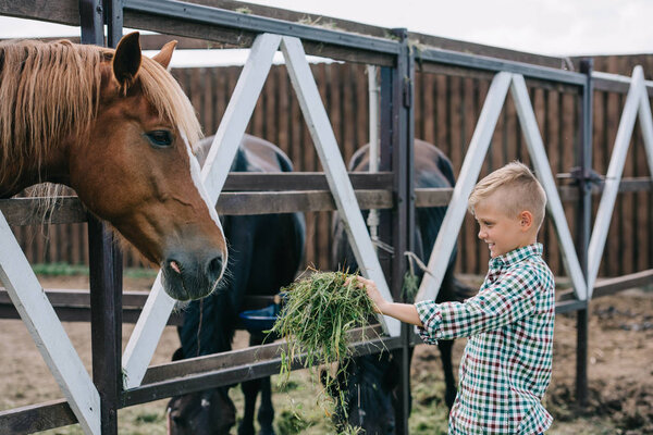 smiling boy holding grass and feeding horse in stall