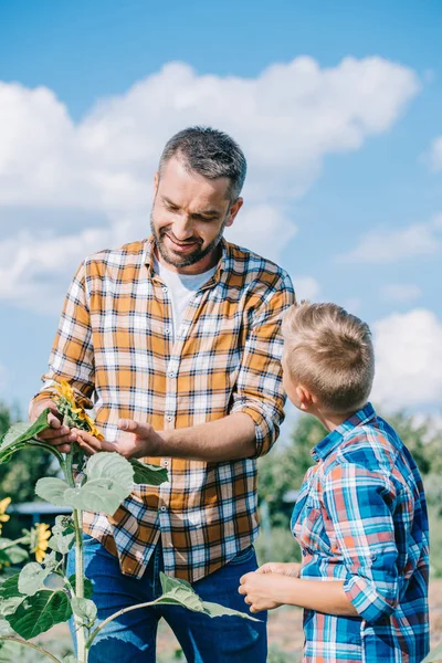 Garçon Regardant Souriant Père Touchant Tournesol Dans Champ — Photo