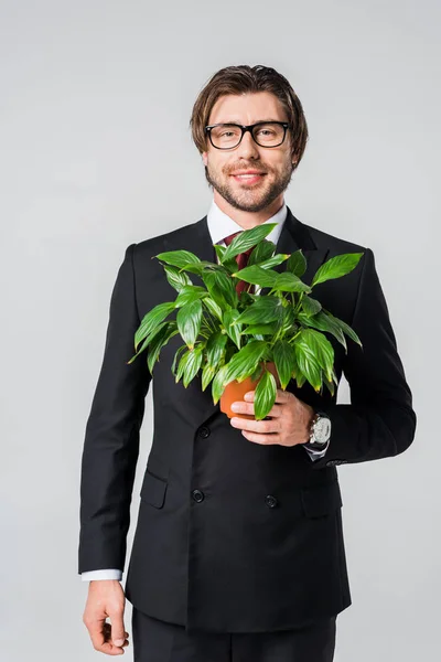 穿着西装和眼镜的商人微笑着从灰色的花盆中分离出绿色的植物 — 免费的图库照片