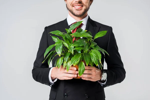 Partial View Smiling Businessman Suit Holding Green Plant Flowerpot Isolated — Free Stock Photo