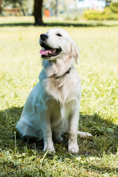 Funny Golden Retriever Sitting Grass Park Sticking Tongue Out — Stock Photo, Image