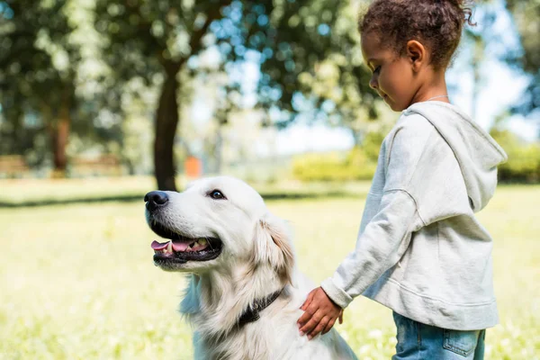 Side View Adorable African American Kid Palming Golden Retriever Park — Stock Photo, Image