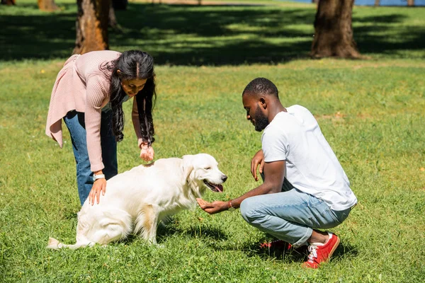 African American Couple Palming Golden Retriever Park — Stock Photo, Image