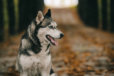 parkta oturan Sibirya husky köpek