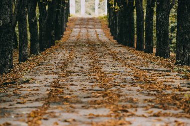 view of empty autumn park with brown foliage on path clipart