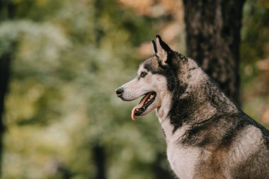parkta oturan Sibirya husky köpek
