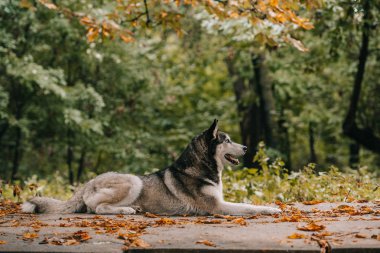 husky köpek sonbahar parkta yalan