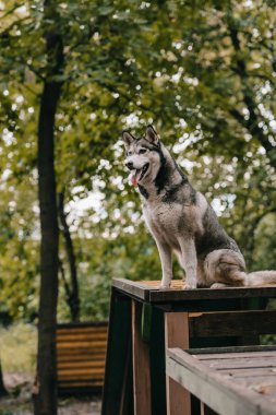 husky dog sitting on obstacle on agility ground clipart
