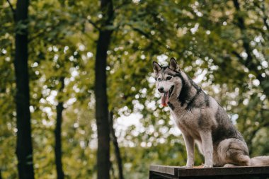 Sibirya husky köpek çeviklik parkta zemin üzerinde