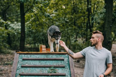 husky köpek yürüyüş engel üzerinde ile Cynologist 