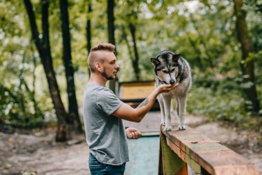köpek eğitmeni ile husky köpek yürüyüş engel çeviklik deneme üzerinde