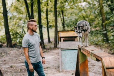 husky köpek yürüyüş engel Park üzerinde ile Cynologist eğitim