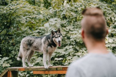 cynologist eğitim ile husky köpek yürüyüş engel tarih seçici odak