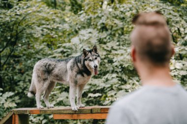 selective focus of cynologist training with husky on dog walk obstacle clipart