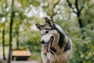 Sibirya husky köpek yeşil park