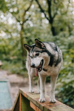 Sibirya husky köpek çeviklik deneme engel yürüyen