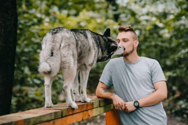 siberian dış yapraklar üzerinde köpek yürüyüş engel ile köpek eğitmeni 
