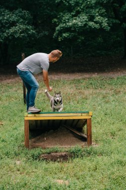 cynologist training with obedient husky on dog walk obstacle clipart