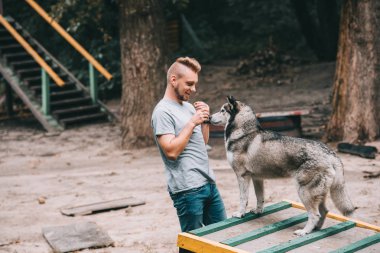 young dog trainer with obedient husky on dog walk obstacle  clipart