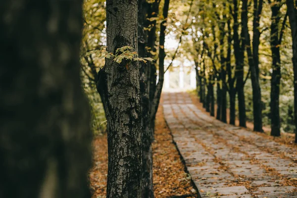 パスの横に木が秋空の公園 — ストック写真